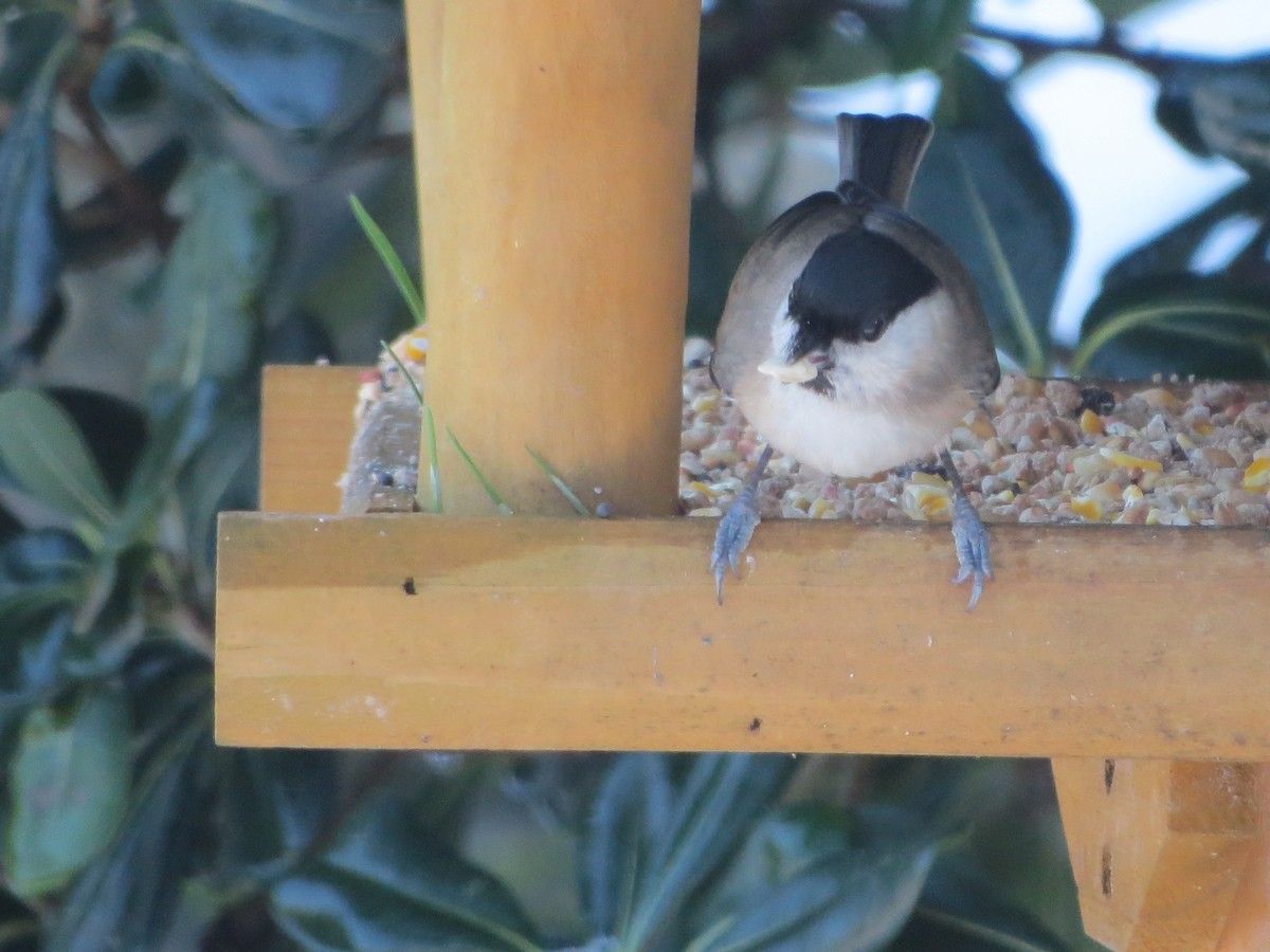 Mangiatoia Per Uccelli Selvatici Villa » Laudi Srl: Orto E Giardinaggio,  Cibo E Accessori Per Animali, Acquariologia Ed Equitazione